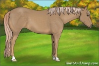 Horse Color:Palomino Frame 