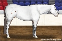Horse Color:Brown Fewspot 