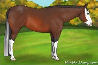 Horse Color:Bay Splash 