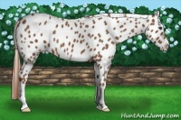 Horse Color:Chestnut Frame Appaloosa