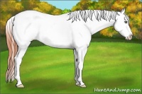 Horse Color:Amber Champagne Appaloosa 