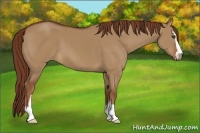 Horse Color:Red Dun Sabino