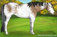 Horse Color:White Spotted Bay Dun