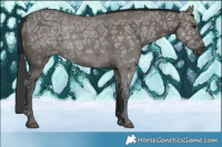 Horse Color:Grullo Ice 