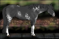 Horse Color:White Spotted Black Tobiano 