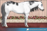 Horse Color:White Spotted Black Sabino Splash Frame 