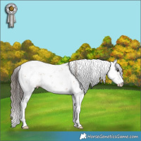 Horse Color:Classic Champagne Sabino 