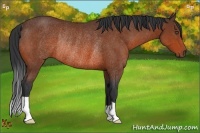 Horse Color:Bay Rabicano 