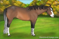 Horse Color:Buckskin Splash 