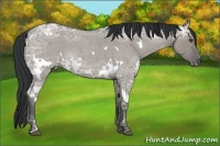 Horse Color:White Spotted Grullo Ice Roan 