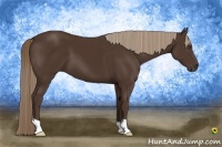 Horse Color:Liver Chestnut 