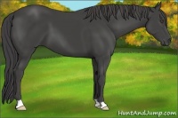 Horse Color:Smoky Black