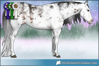 Horse Color:White Spotted Brown Sabino Splash Rabicano