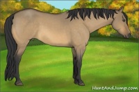 Horse Color:Buckskin Roan Dun
