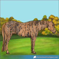Horse Color:Black  Brindle