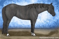 Horse Color:Blue Roan Brindle