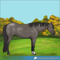 Horse Color:Smoky Grullo Brindle
