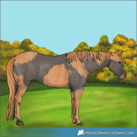 Horse Color:Smoky Grullo Brindle