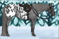 Horse Color:Black Appaloosa  Brindle
