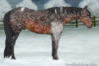 Horse Color:Brown Ice Sabino Tobiano  Brindle
