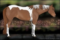 Horse Color:Chestnut Tobiano