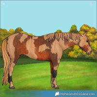 Horse Color:Bay  Brindle