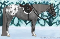 Horse Color:Black Appaloosa  Brindle