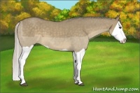 Horse Color:Silver Smoky Grullo Splash 