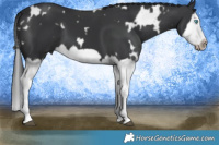 Horse Color:White Spotted Black Splash Frame Brindle