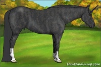 Horse Color:Black  Brindle