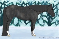 Horse Color:Black  Brindle
