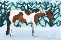 Horse Color:Bay Tobiano 