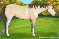 Horse Color:White Spotted Amber Cream Champagne Dun Sabino Splash 