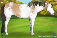 Horse Color:White Spotted Amber Champagne 