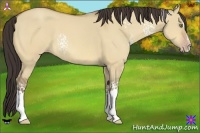 Horse Color:White Spotted Amber Champagne Dun Sabino 