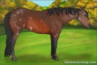 Horse Color:Bay Rabicano 