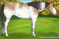 Horse Color:White Spotted Amber Champagne Sabino