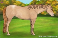Horse Color:Gold Champagne 