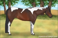 Horse Color:Bay Tobiano