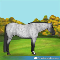 Horse Color:Blue Roan  Brindle