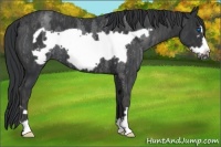 Horse Color:Blue Roan Frame Brindle