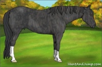 Horse Color:Black  Brindle
