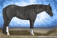 Horse Color:Black  Brindle