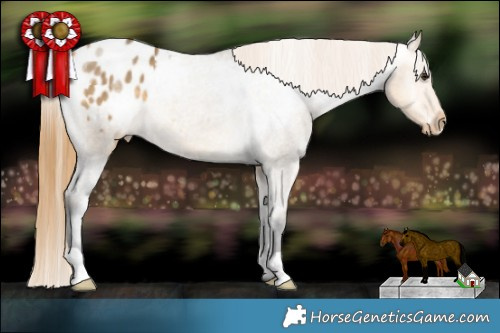 Horse Color:Buckskin Dun Appaloosa 