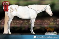 Horse Color:Buckskin Dun Appaloosa 