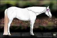 Horse Color:Buckskin Dun Appaloosa