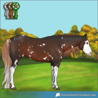 Horse Color:White Spotted Liver Chestnut Sabino Splash