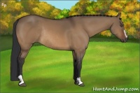 Horse Color:Bay Dun Sabino Rabicano
