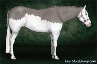 Horse Color:Silver Blue Roan Sabino Splash 