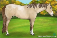 Horse Color:Liver Red Dun Pearl Sabino 